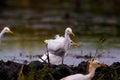 TheÃÂ cattle egretÃÂ - Bubulcus ibis